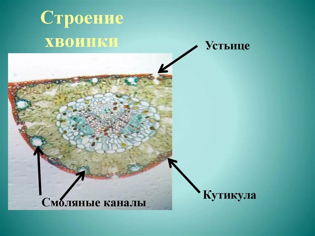 Строение хвои сосны обыкновенной. Микроскопическое строение хвои сосны. Строение хвоинки сосны в срезе. Поперечный срез хвои сосны с подписями. Листья хвойных покрыты кутикулой