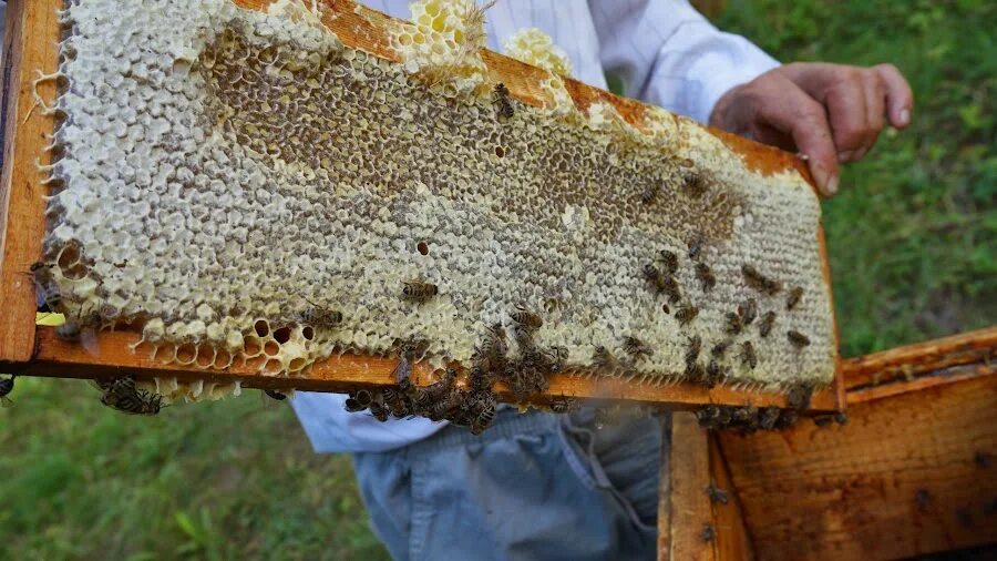 Как добыть пчелиную соту. Пчеловод собирает мед. Пчелиная рамка. Соты пчелиные. Ульи local bee hive.