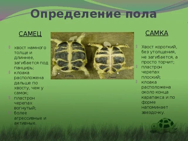 Как отличить пол черепахи сухопутной. Пол сухопутной черепахи. Среднеазиатская черепаха самец. Как различить пол черепахи сухопутной.