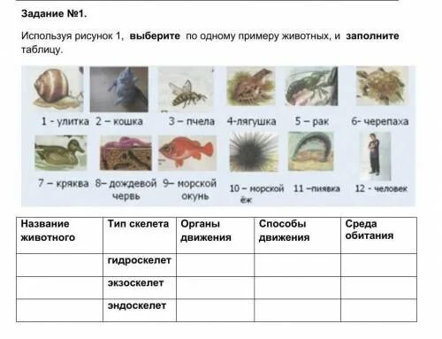 Скелеты животных таблица