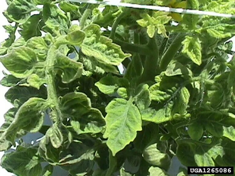 У томатов нормальная. Бегомовирус желтой курчавости листьев томата tomato yellow leaf curl begomovirus. tomato yellow leaf curl virus. вирус желтого листа томатов (tylcv). вирус томата tylcv.