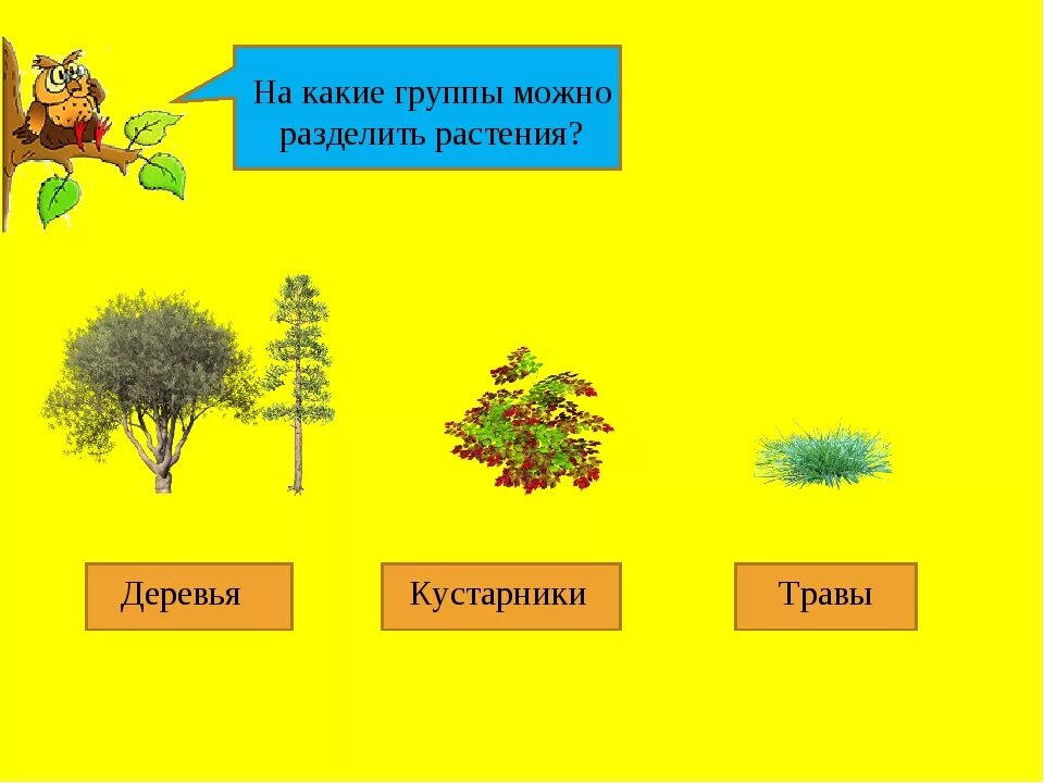 Деревья и кустарники. Растения деревья кустарники травы. Дикорастущие деревья кустарники травы. Группы растений деревья кустарники и травы.