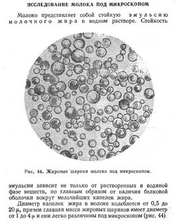 Под микроскопом рассматривают каплю молока