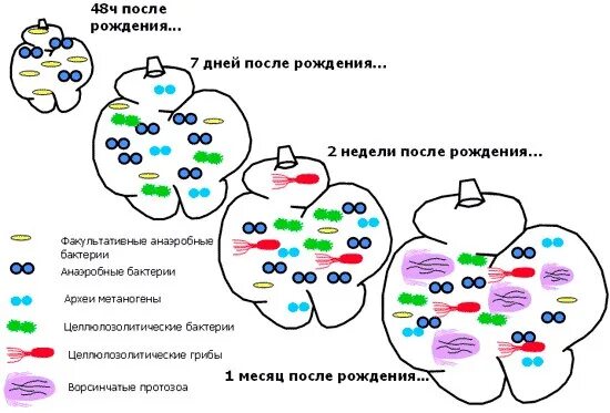 Рубцовые бактерии. Микроорганизмы в рубце жвачных. Микрофлора рубца жвачных. Микрофлора рубца. Бактерии рубца жвачных животных.