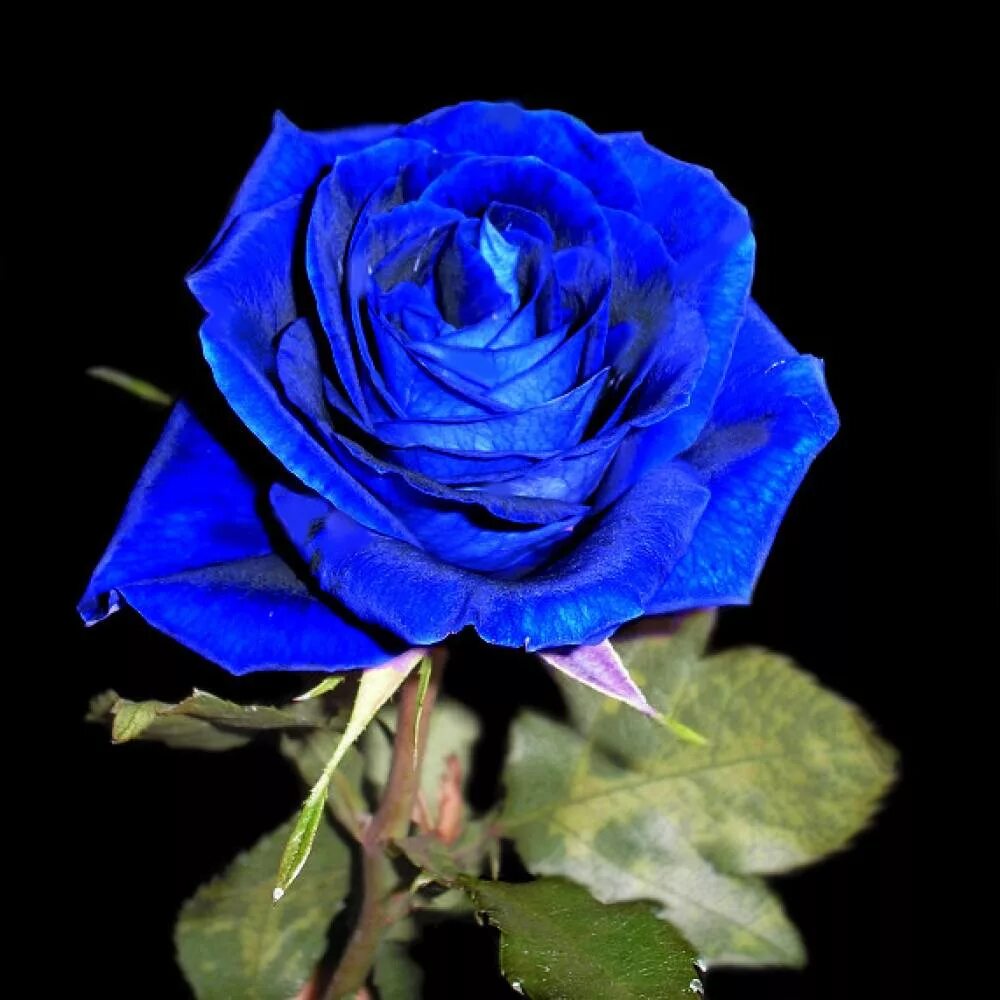 Музыка сини сини. Синяя роза Dostoevsky. Роза Блаш синяя. Сорта синих роз. Синие розы настоящие.