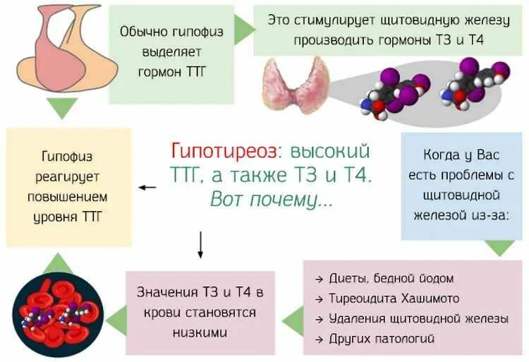Какой гормон является гормоном щитовидной железы. Показатели гормонов при тиреотоксикозе. признаки сниженного гормона ттг. т3 т4 гормоны щитовидной железы. пониженные гормоны щитовидной железы показатели.