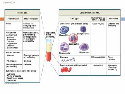 Blood function