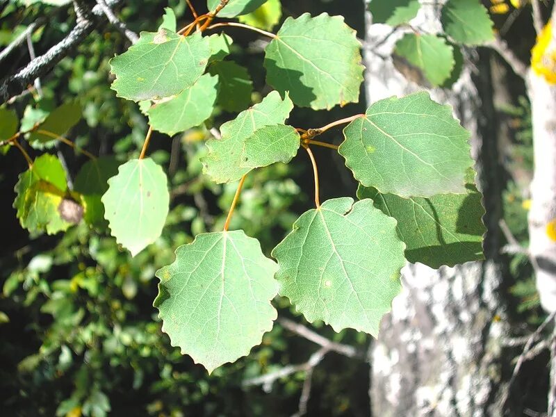 Осина какая порода. Тополь дрожащий осина. Осина обыкновенная (Populus tremula). Тополь дрожащий (Populus tremula). Тополь дрожащий (осина) – Populus tremula.