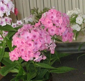 Флокса комнатная