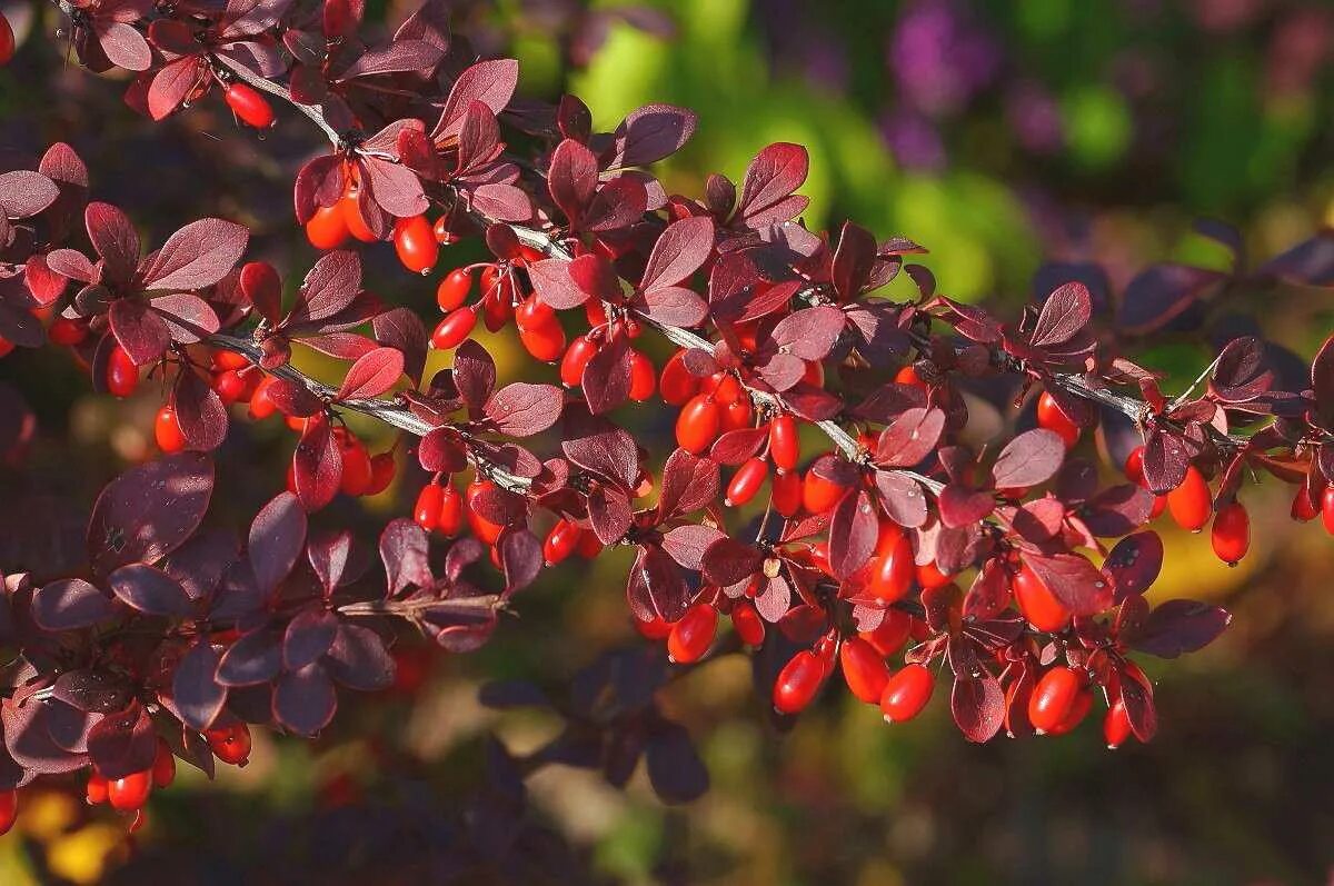 Что такое барбарис. Барбарис обыкновенный Berberis vulgaris. Барбарис обыкновенный куст. Барбарис Тунберга обыкновенный. Барбарис обыкновенный (Berberis vulgaris l.).