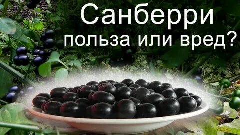 Санберри полезные свойства