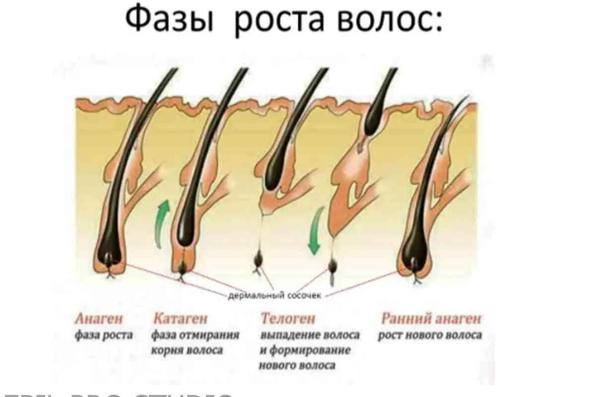 Помогает Ли Сперма В Росте Волос