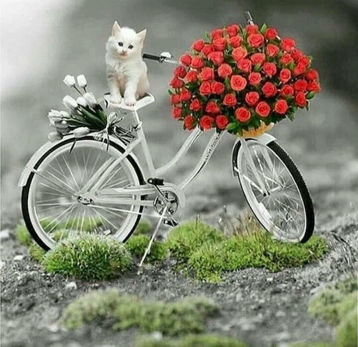 Доброго дня и прекрасного настроения картинки необычные. Велосипед с цветами. Фотосессия с велосипедом и цветами. Доброе утро велосипед цветы. Композиция велосипед с цветами.