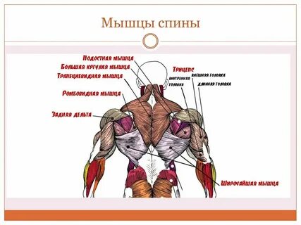Трехглавая мышца спины