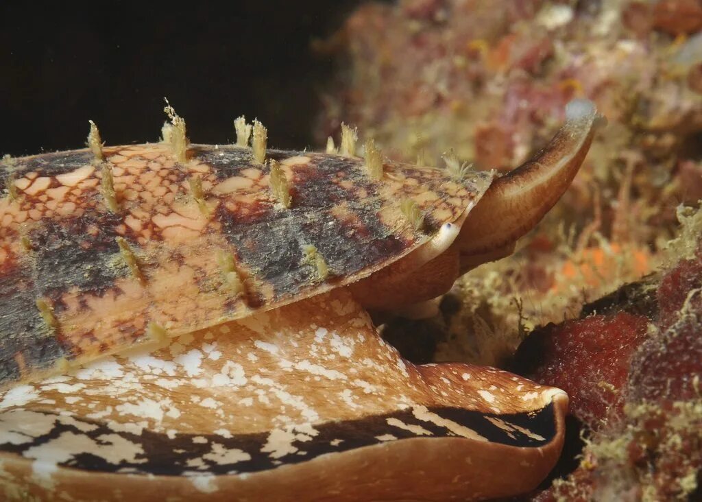 Морской червь моллюск. Конус географус. Моллюски конусы красного моря. Ракушка географус конус. Ядовитые моллюски.