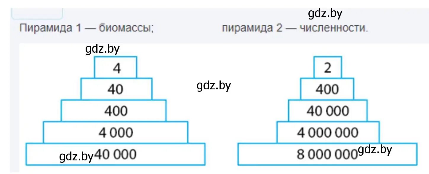 Постройте пирамиду чисел пищевой цепи. Пирамида чисел биомассы. Правило биомассы 10 пирамида. Пирамида биомассы 40 тонн. Пирамида биомассы третьей пищевой цепи 40.