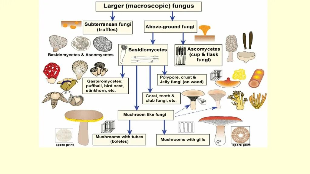 Грибы 7 класс биология кратко. Царство грибы таксономия. Царство грибы классификация. Царство грибов классификация схема. Схема царства грибов микробиология.
