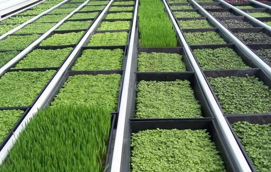 Посадка зелени в теплице. Ферма микрозелени. Магнит зелень для выращивания. В Швейцарии нельзя выращивать зелень. ИП Редькин выращивание зелени на срезк.