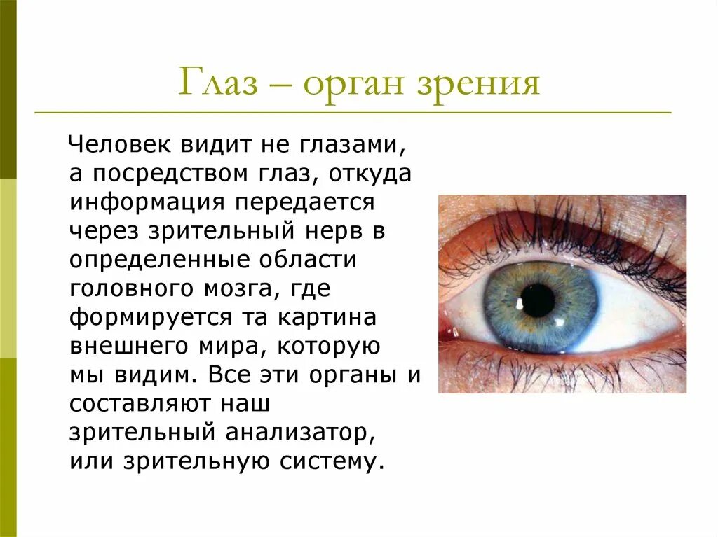 Органы человека глаза. Сообщение о органе чувств зрение. Органы чувств глаза доклад. Глаз презентация 4 класс. Глаза орган зрения рассказ.