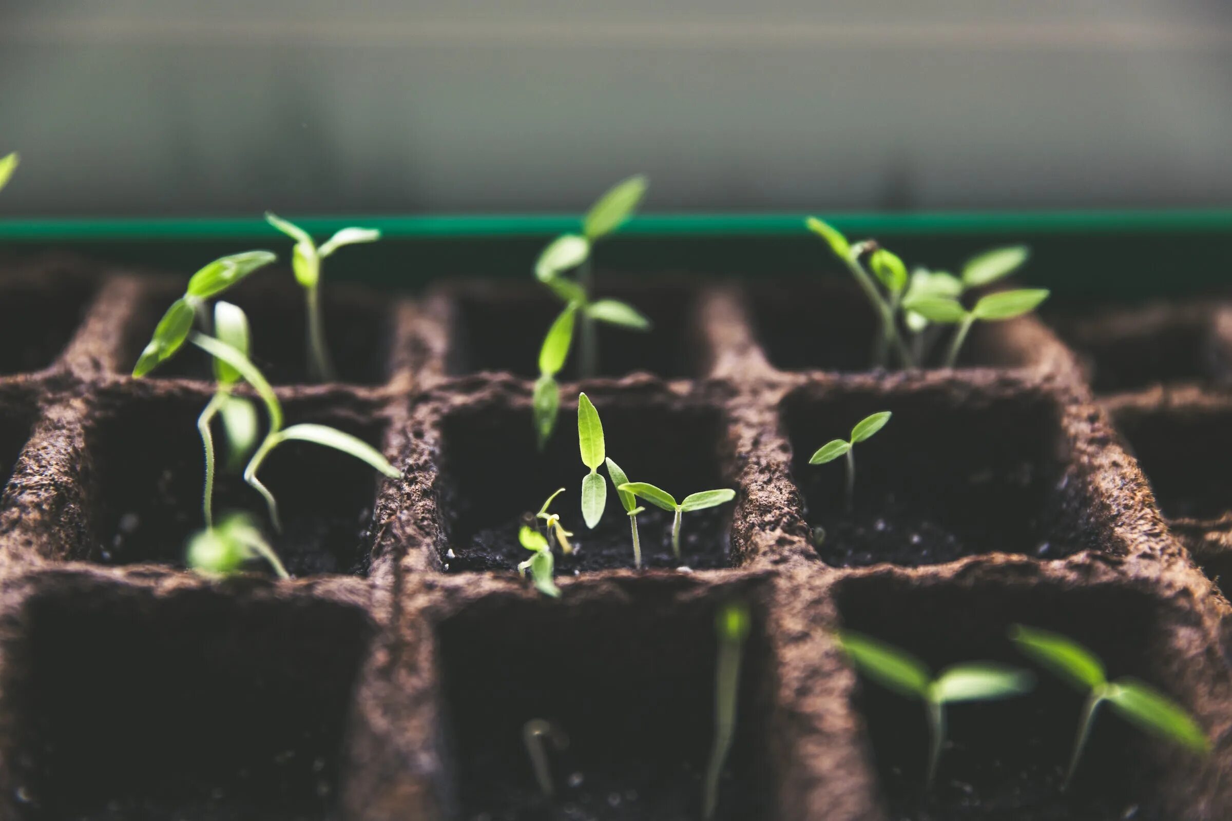 Можно ли рассаду ставить на солнце. Seedling «рассада». Дайкон рассада пикировка. Рассада разрослась. Грунт для рассады.