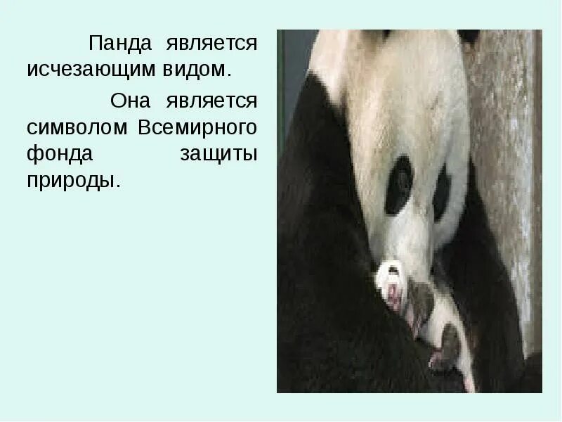 Почему большая панда на грани исчезновения. Причины вымирания панд. Доклад о большой панде. Вымершие животные. Панды под угрозой исчезновения.