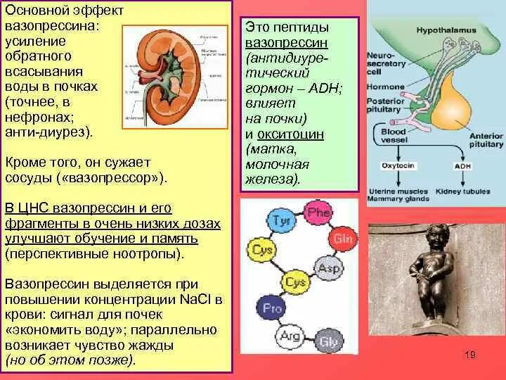 Вазопрессин гормон гипофиза. Схема действия вазопрессина. Основные эффекты вазопрессина. Действие гормонов вазопрессина:.