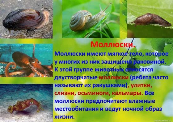 двужаберные головоногие моллюски. многощетинковый морской червь. спрут головоногий моллюск голубая кровь. осьминог пигмей. беспозвоночные тип членистоногие.