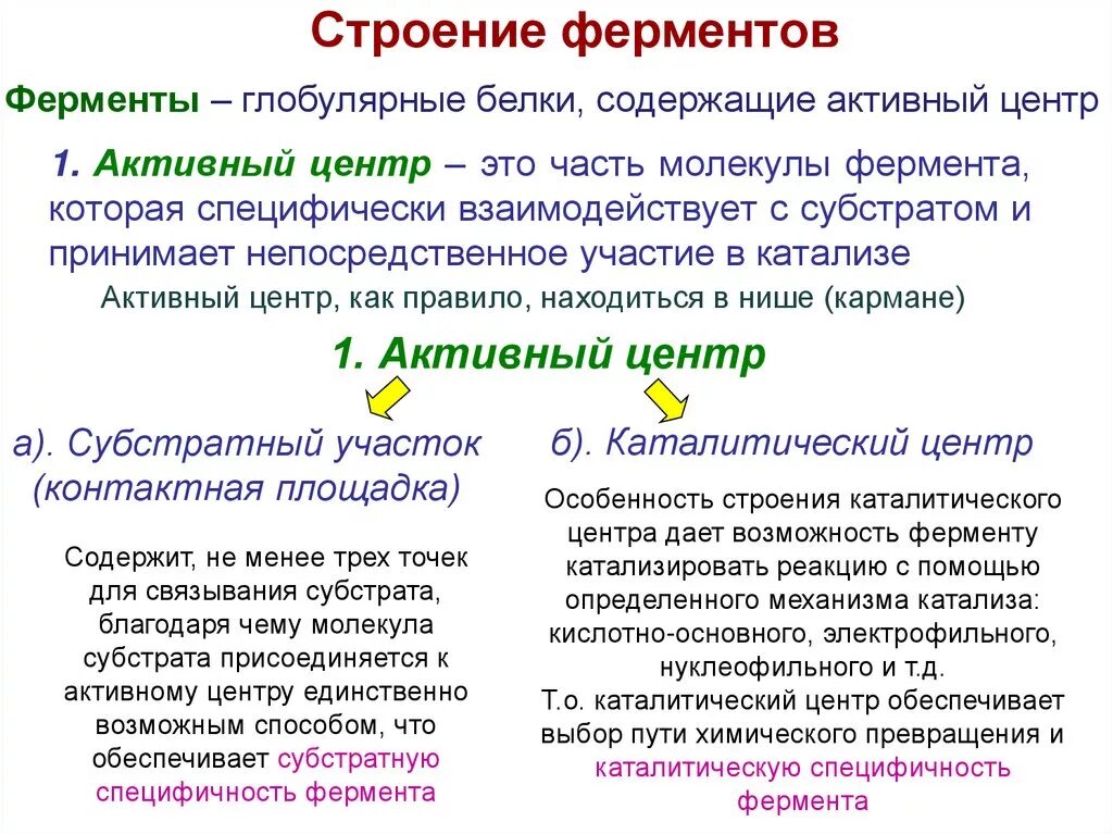 Ферменты формируются