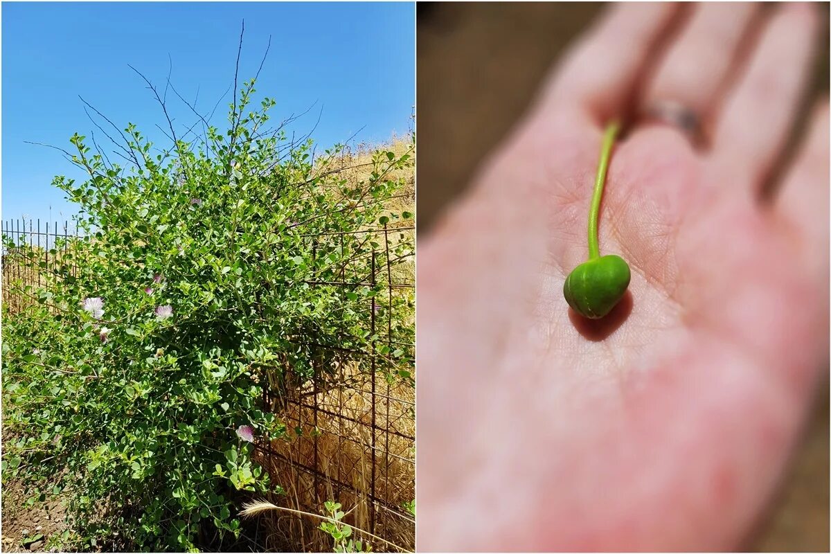 сикуляризован что это такое. сикуляризован что это такое. сикуляризован что это такое. каперсы анчоусы оливки. каперсы колючие.