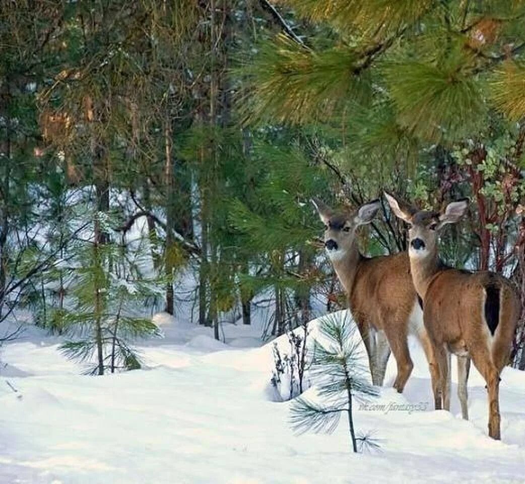 охотничьи пейзажи. олень между деревьев. пейзаж с животными. олень зимой в лесу. европейская лань беловежская пуща.