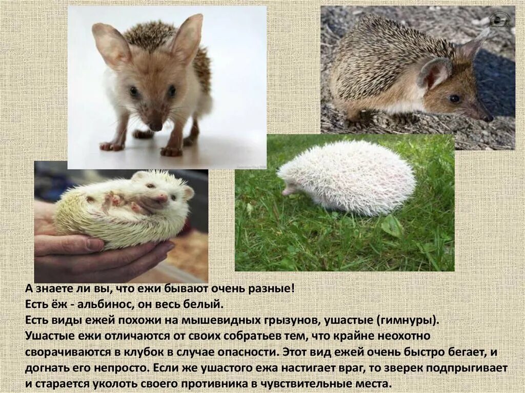 Чем отличается ежик