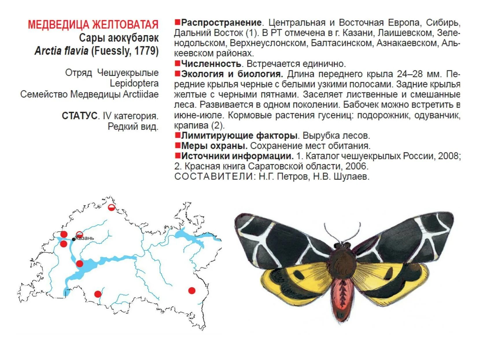 Монгольская Медведица красная книга. Медведица монгольская бабочка. Медведица желтоватая бабочка. Медведица бурятская бабочка.