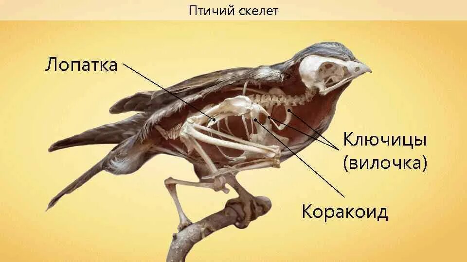 Что такое вилочка у птиц. Кости птиц. Скелет птицы. Анатомия воробья. Костное строение птиц.