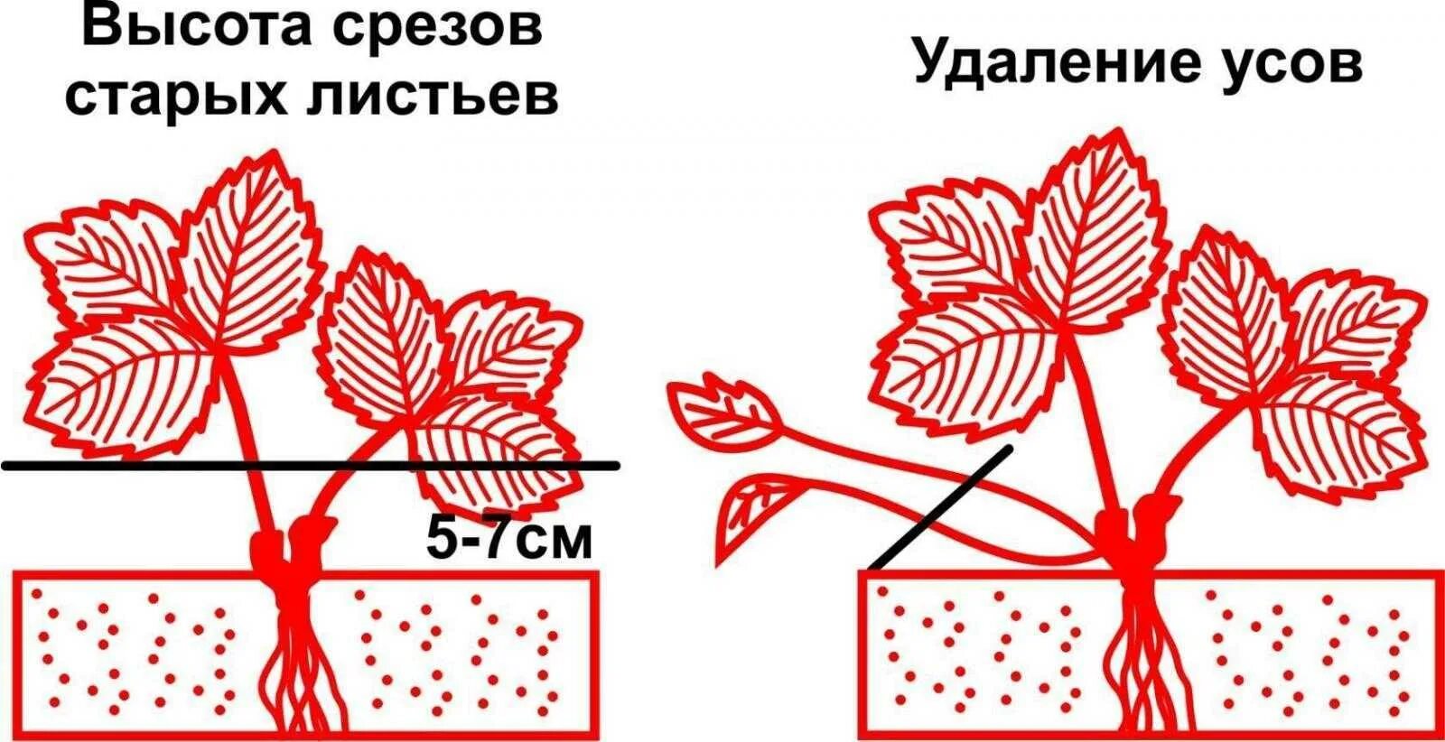 Нужно ли обрезать усы. Схема обрезки клубники. Схема обрезки земляники. Схема обрезки усов у клубники. Схема обрезания ремонтантной клубники.