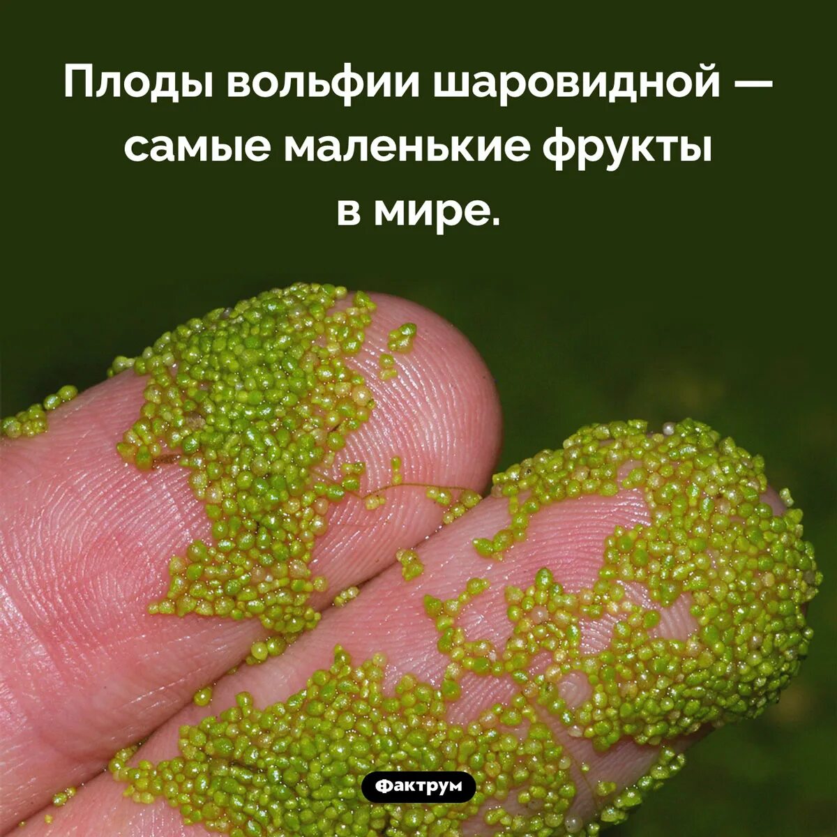 Акебия трехлистная. Самые мелкие плоды. Самые мелкие плоды. Мелотрия малютка. Самые мелкие плоды.