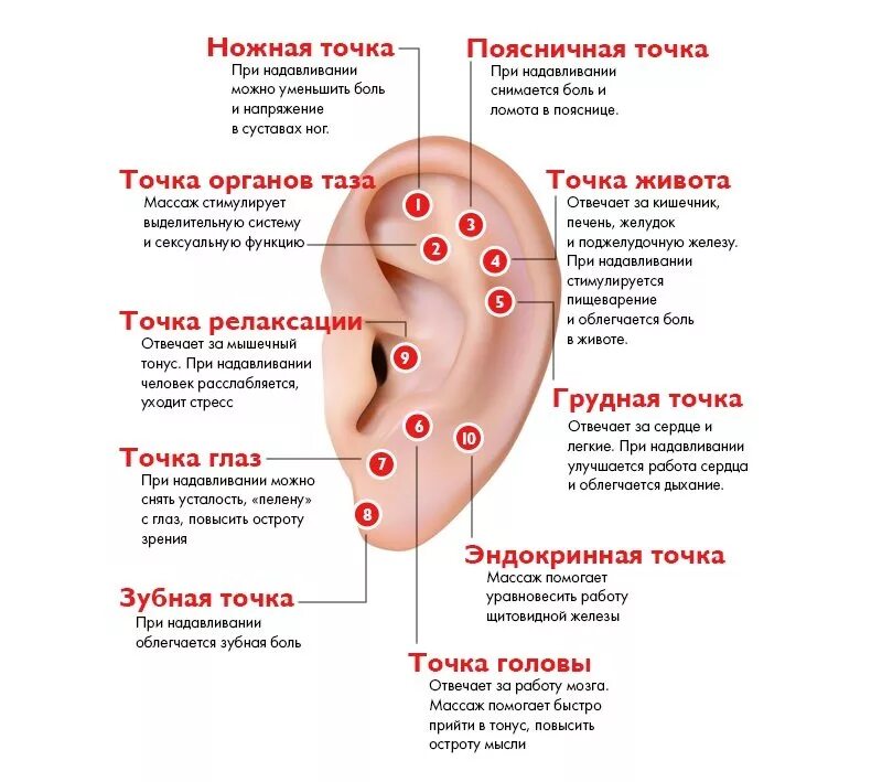 Точки акупунктуры на ушной раковине. Акупунктурные точки ушной раковины. Болевые точки на ушной раковине. Зоны ушной раковины за что отвечают.