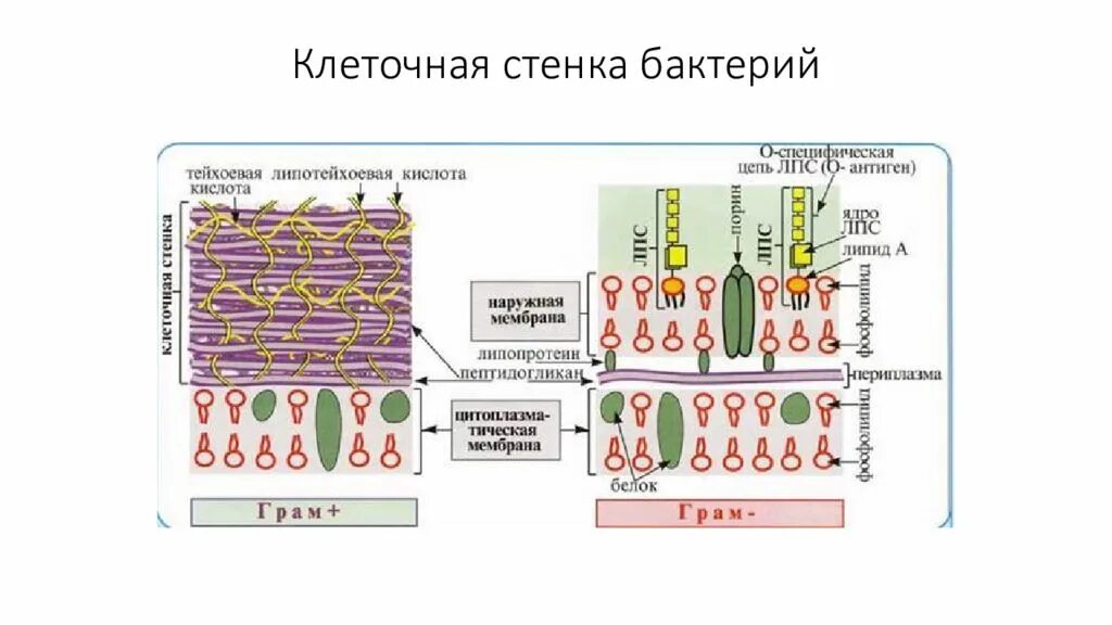 Из чего состоит стенка клетки. Клеточная стенка грамположительных бактерий функции. Клеточная стенка грамположительных бактерий микробиология. Строение стенки кислотоустойчивых бактерий. Структура и функции клеточной стенки у бактерий.