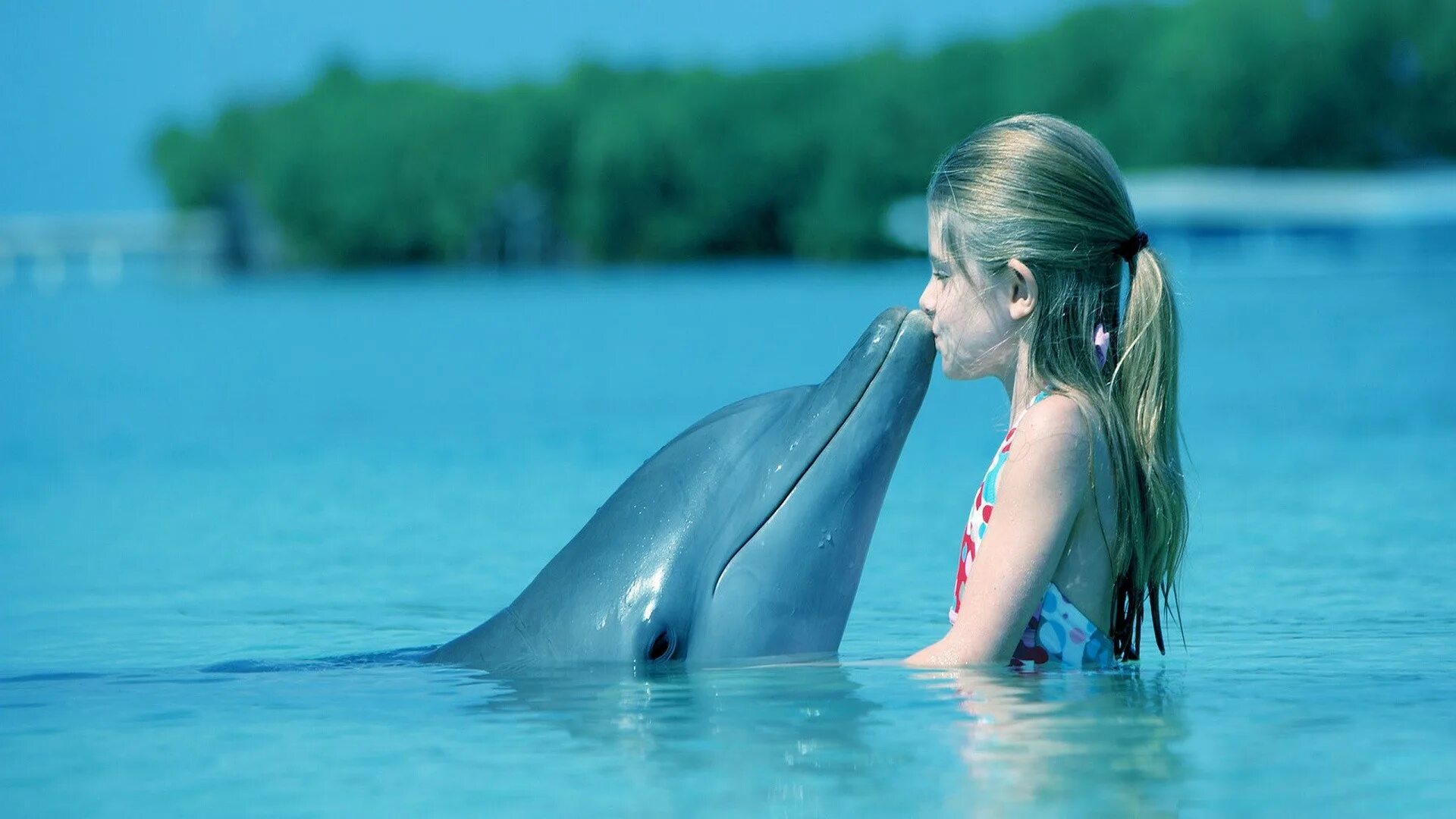 Дельфины. Дельфины в море. Фото дельфина. Дельфин в воде.