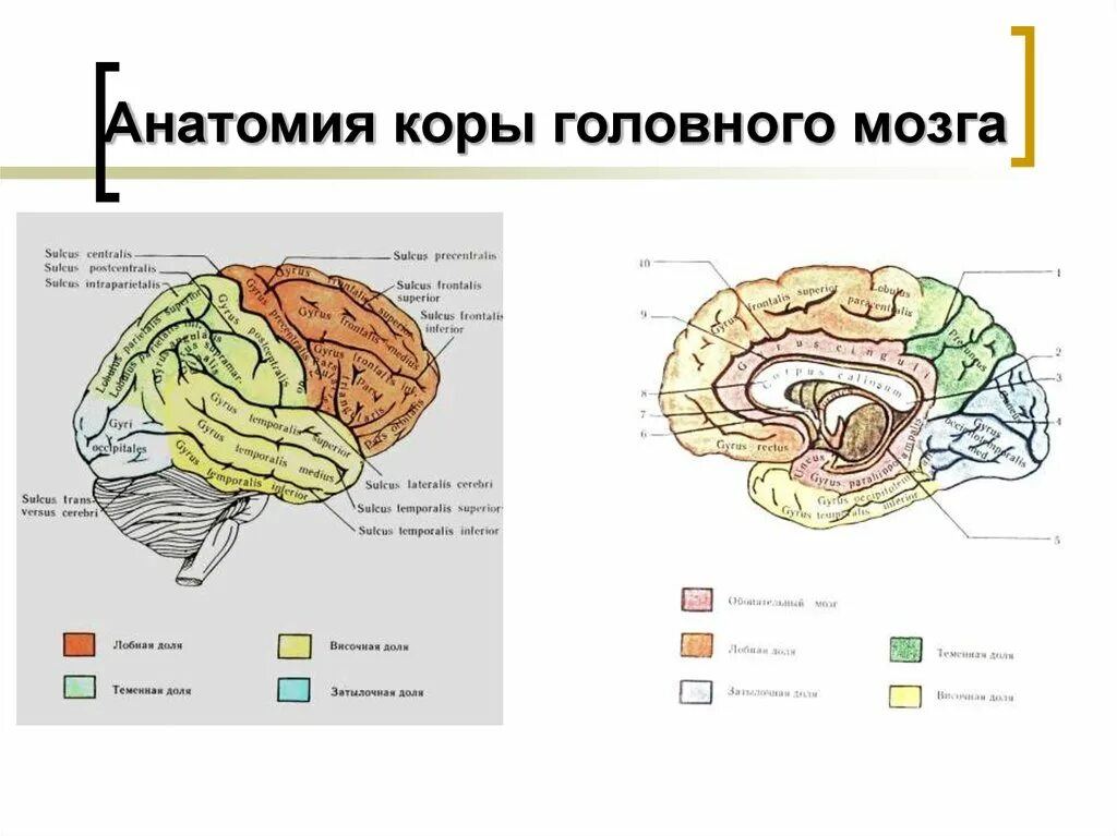 Восстановление коры головного мозга. Анатомия коры мозга функциональная. Анатомия коры головного мозга снизу.