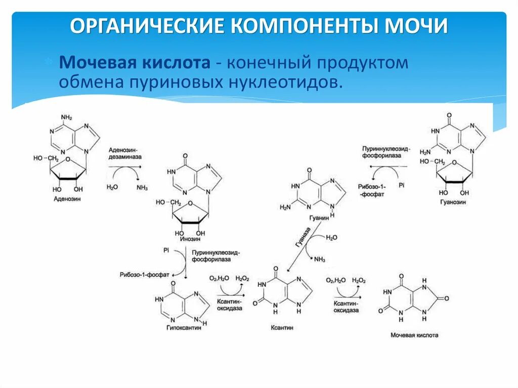 Мочевая кислота в моче у мужчин. Мочевая кислота формула у животных. Мочевая кислота конечный продукт. Формула мочевой кислоты биохимия. Схема выделения мочевой кислоты из ее соли.