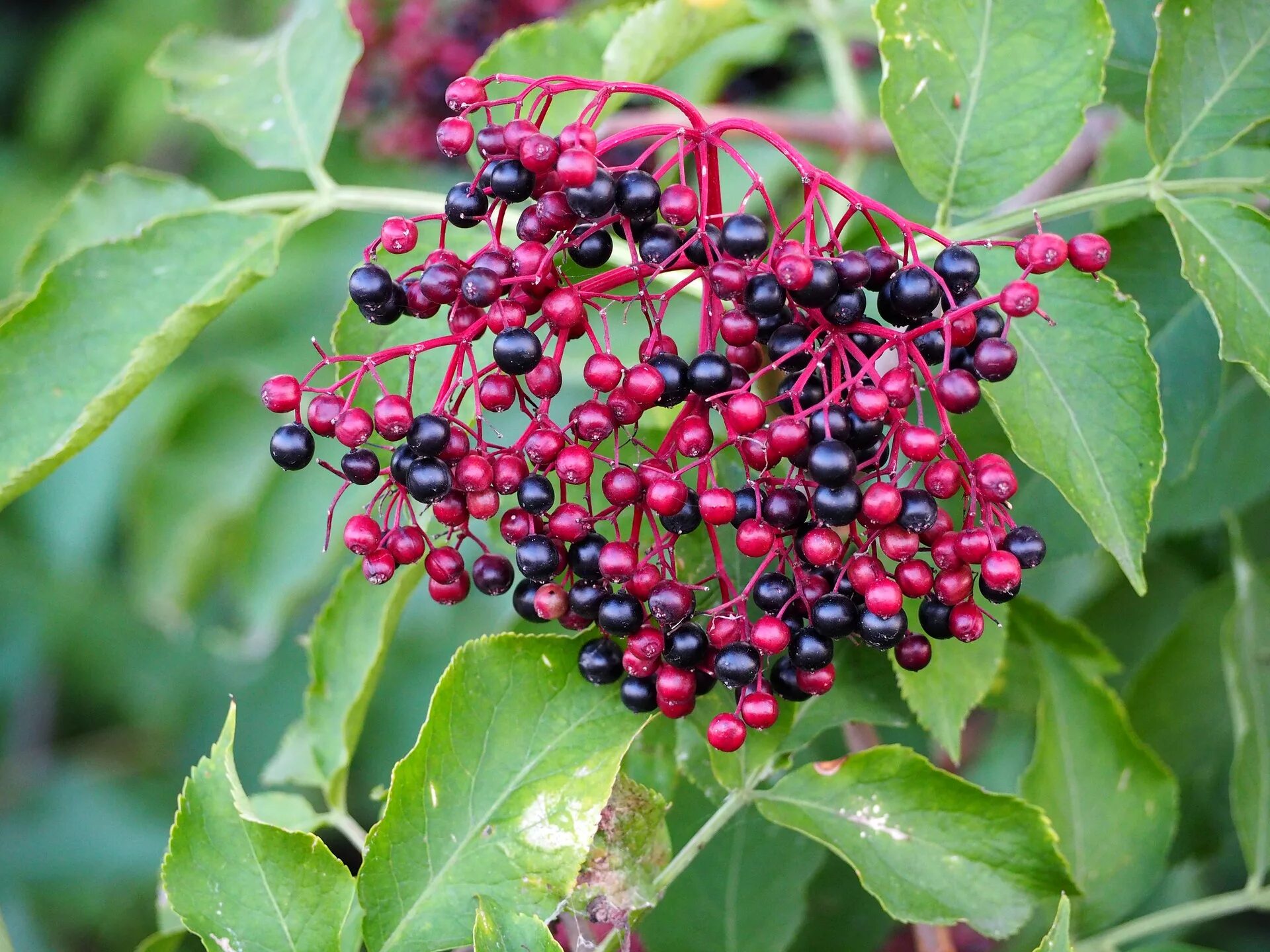 Бузина (черная, травянистая, красная). Бузина красная Sambucus. Ягоды черной бузины. Бузина Лесная. Бузина съедобная