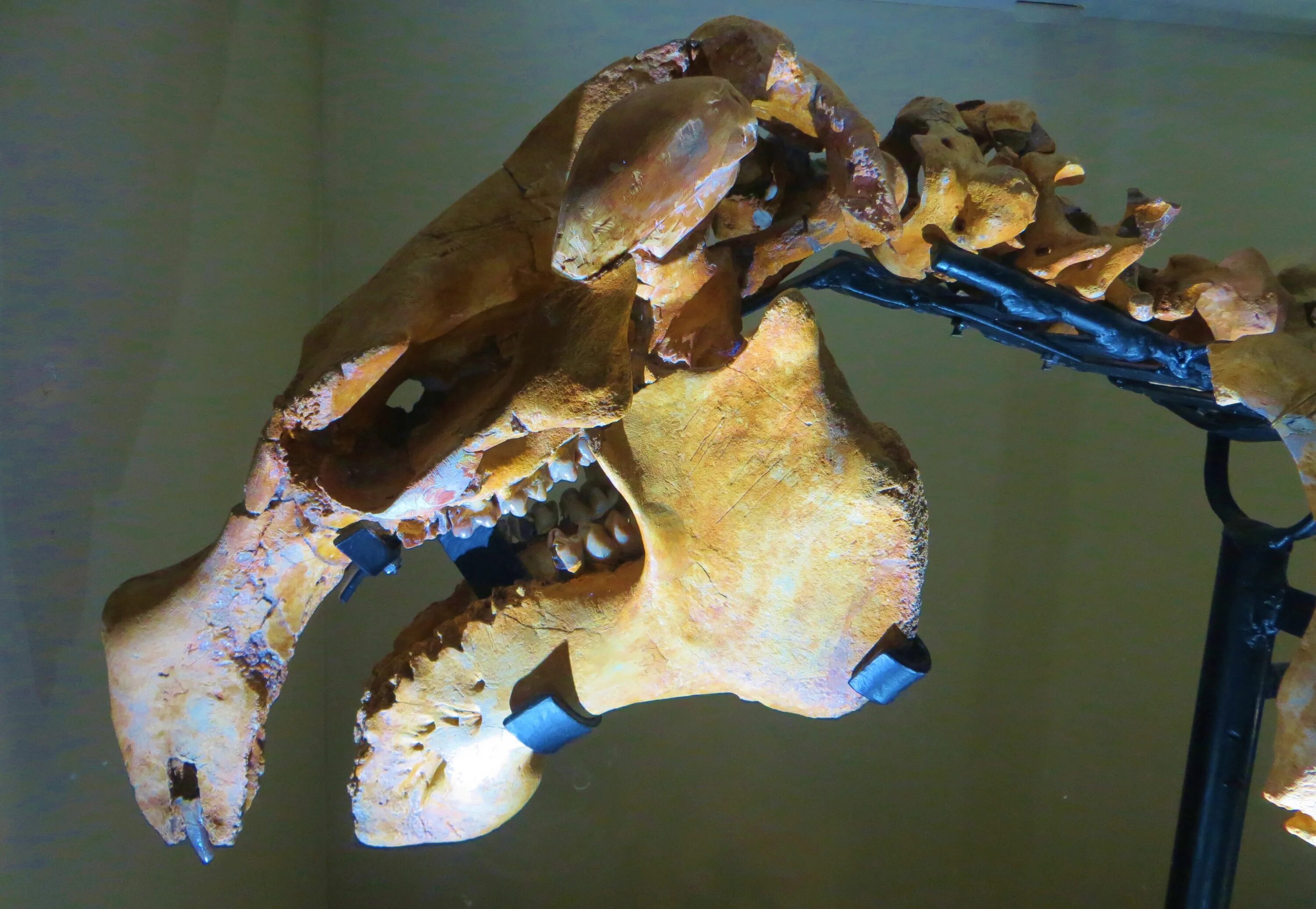Skull 1