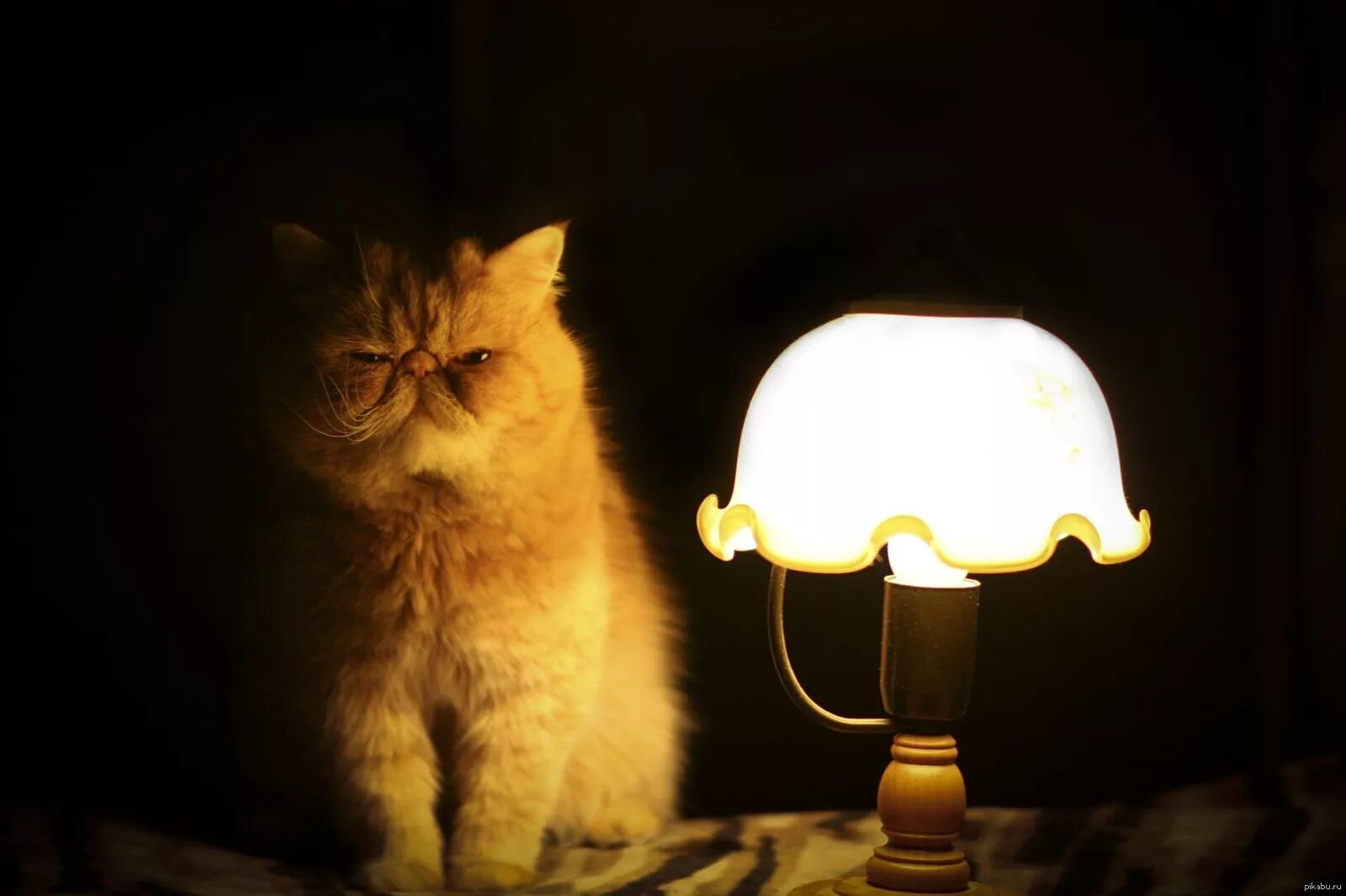 Настало время видео. Лампа кот. Ламповый кот. Котик с лампой. Кот с фонариком.