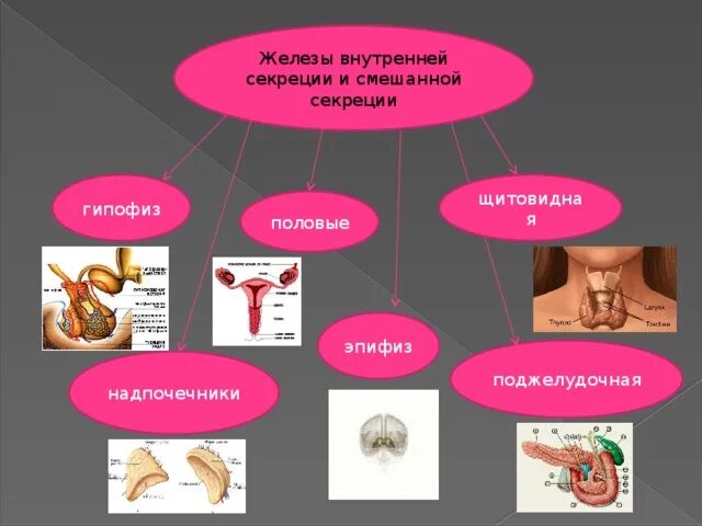 Смешанной секреции. Смешанная секреция. Железы смешанной секреции. Является железой смешанной секреции. Какие железы являются смешанной секреции