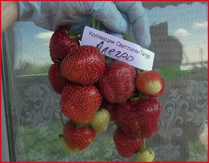 Аллегро клубника описание сорта фото отзывы садоводов
