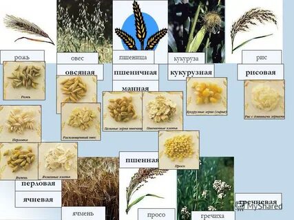 Посеем рожь овес ячмень и кукурузу песня