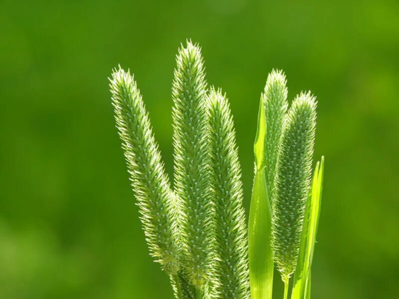 Растение тимофеевка луговая. Тимофеевка Степная (Phleum phleoides). Тимофеевка Луговая (Phleum pratense l.). Тимофеевка Луговая злаки.