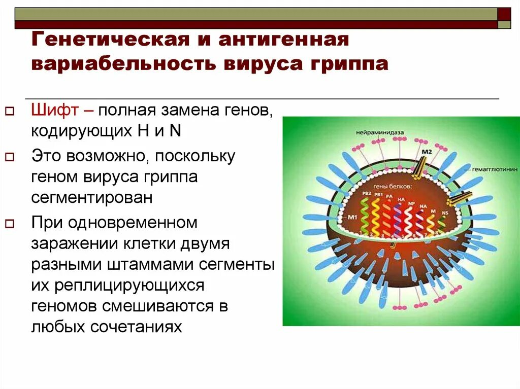 Геном вируса гриппа. Сегменты вируса гриппа. Строение вируса гриппа. Вирус генетическое строение. Генотип вируса это