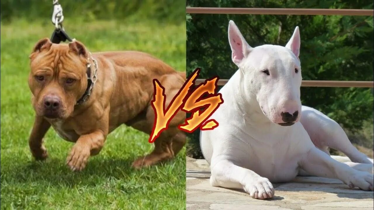 Бультерьер злой бойцовский. Как будет правильно писать 10 собака или собаки. Собачьи бои питбуль против бультерьера. Собачьи бои бультерьер форман. Бультерьер и питбультерьер.