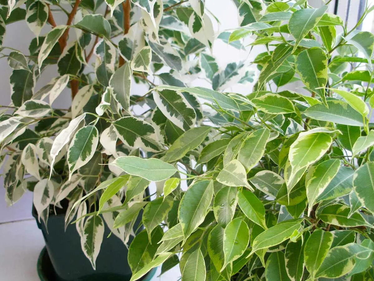 фикус бенджамина каучуковый. фикус бенджамина. фикус бенджамина дома приметы. фикус бенджамина каучуконосный. фикус бенджамина остролистный.